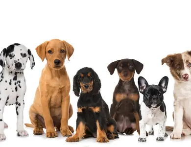 Hunde © fotolia / Dora Zett